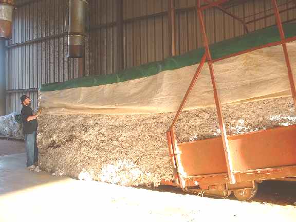 Unloading Raw Cotton